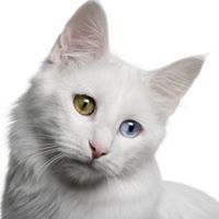 99 CATS logo